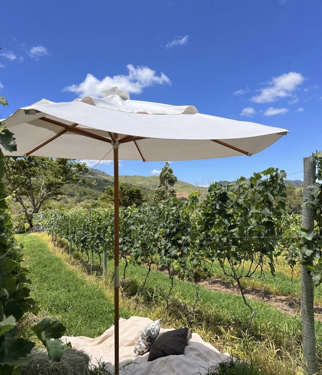 videiras quindins 10