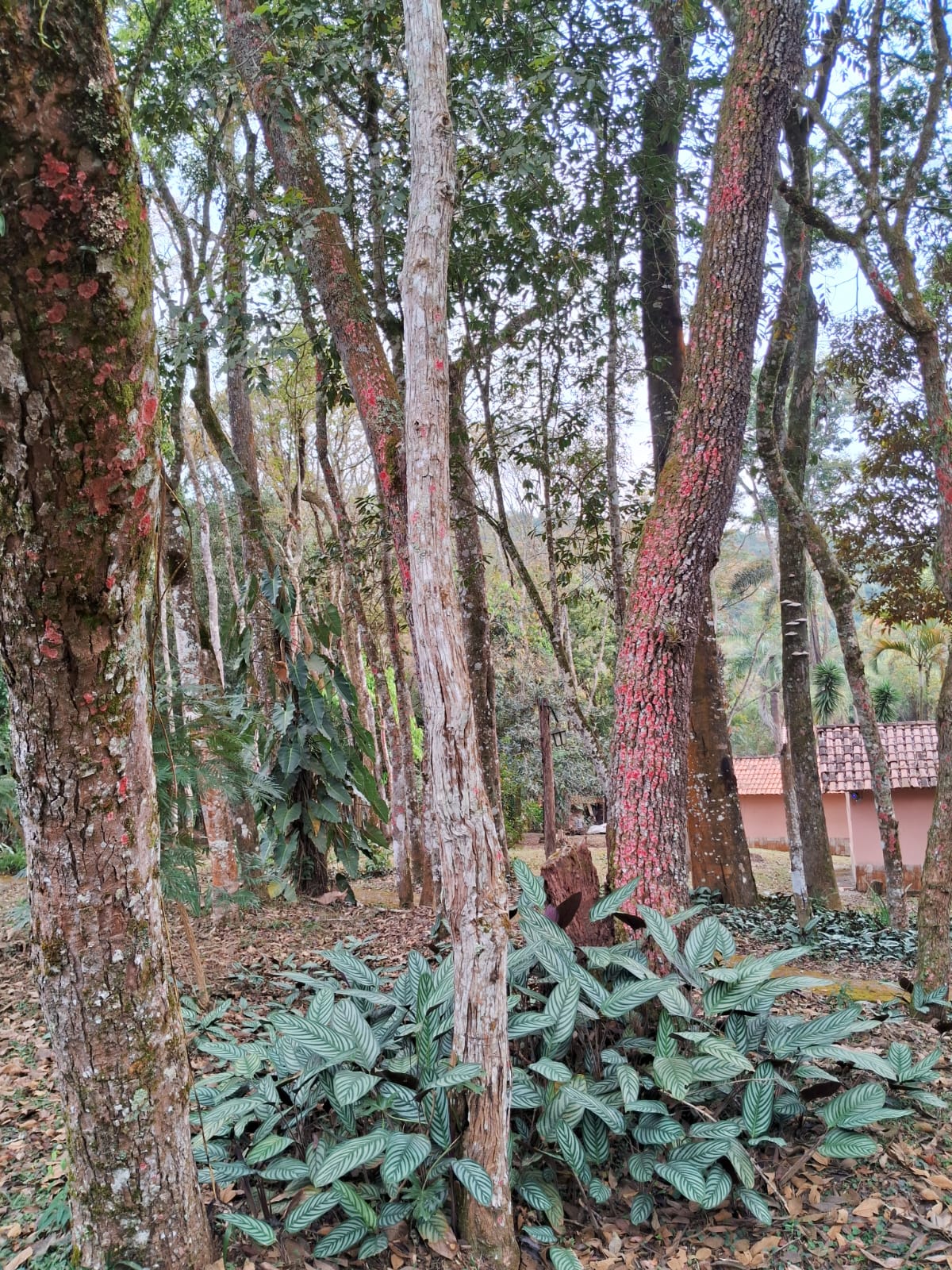 carandai 9